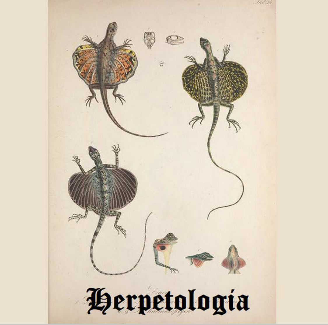 Reptiles & Amphibians