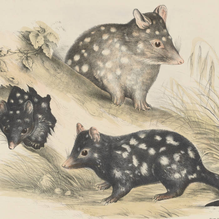 Three Quolls