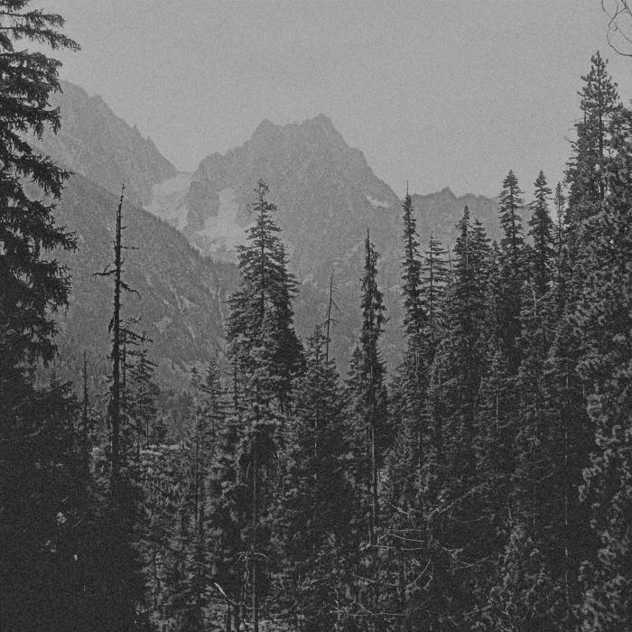 The Call Of The Conifers